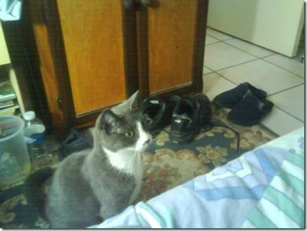 Chatte à donner