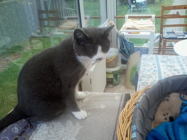 Perte de son compagnon !