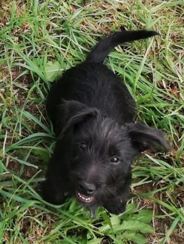 Quels est l'âge idéal ? ( castration)