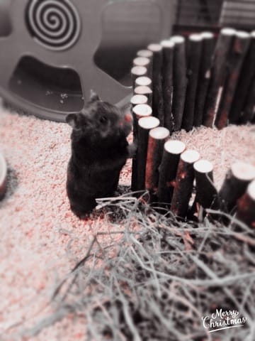 Mon nouveau hamster
