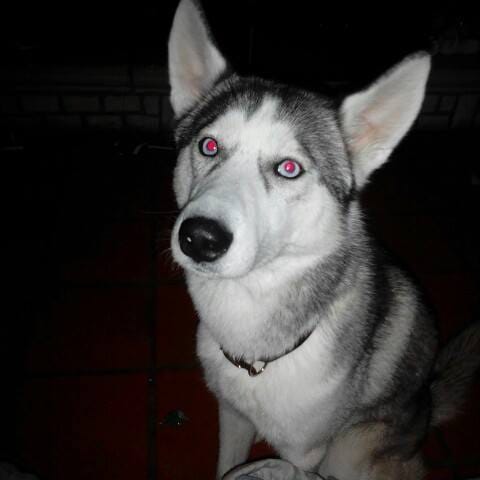 Question sur mon Husky