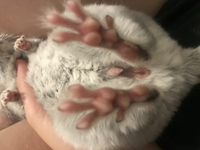 Définir le sexe de mon chinchilla