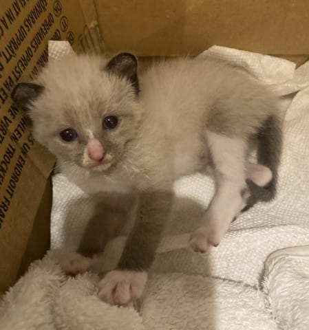 Quelle race d’après vous ?