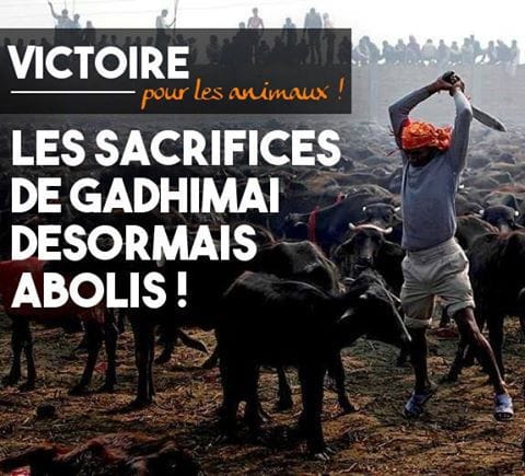 victoire a gadhimai