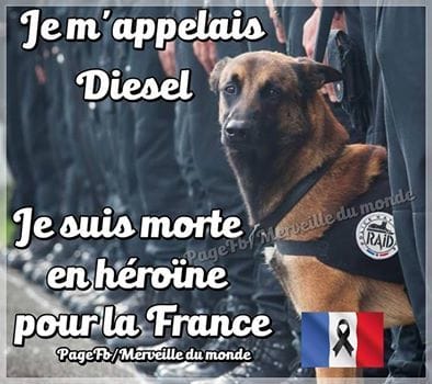 Diesel morte pour la France le 18 novembre 2015