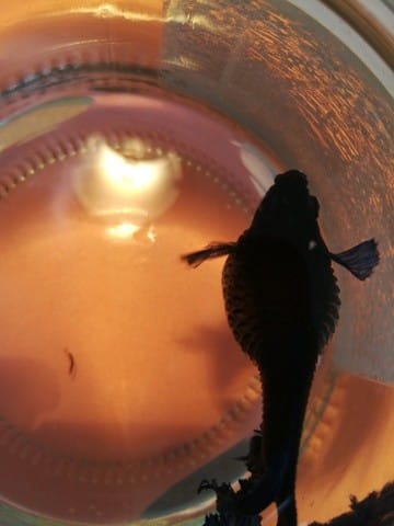 Mon combattant a le ventre gonflé, je ne sais pas quoi faire?