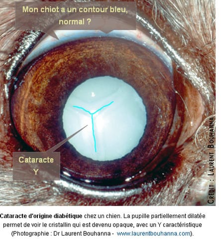 SVP, pouvez-vous vérifier si contour œil bleu ?