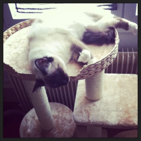 1 an de mon chaton ^^