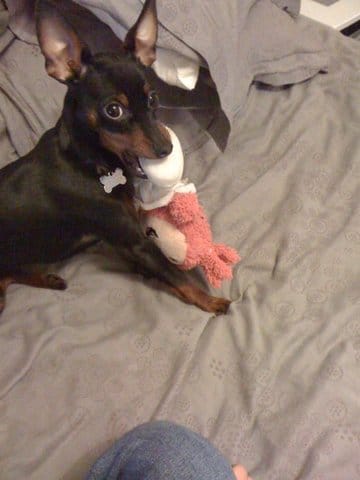 je vous présente Moka, ma pinscher toy