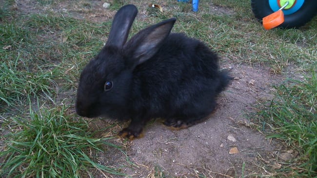 lapin trouvé