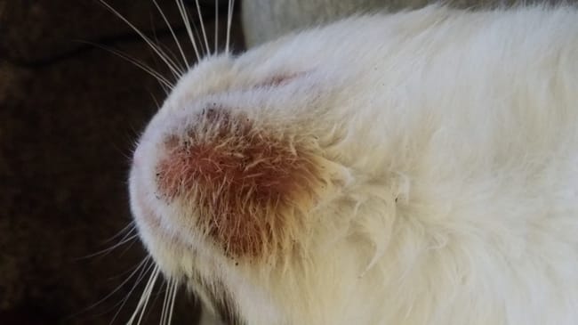 Peau irritée + croûtes ?