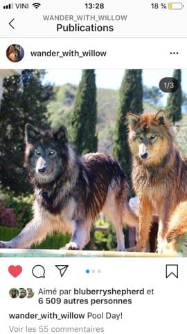 Connaissez vous ces chiens ?