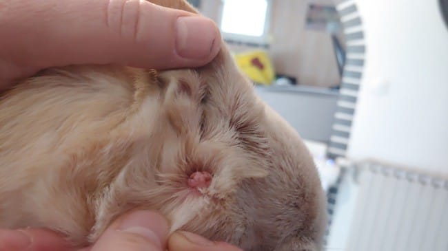 Boule verrue chien