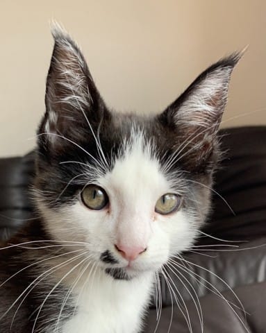 Main coon ou croisé ?