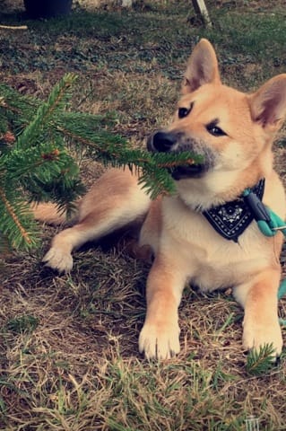 Mon chiot dévaste tout ..