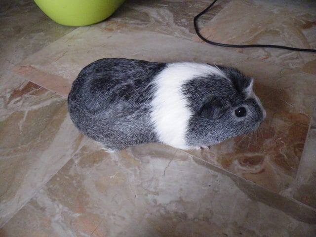 Cochon d'inde obèse?