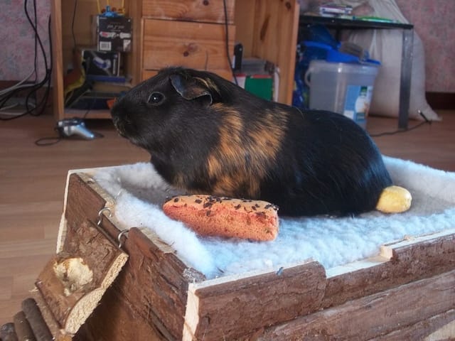 Couronné ou Poil Lisse ?