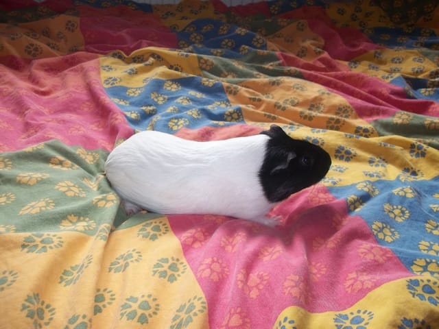 Donne Cochon d'inde Mâle