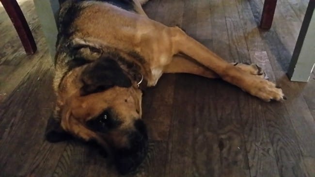Chienne 9 ans cherche foyer suite au décès de son maître