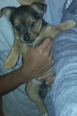 Qu'elle race pour ma petite chienne