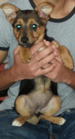 race de mon chiot de 2 mois