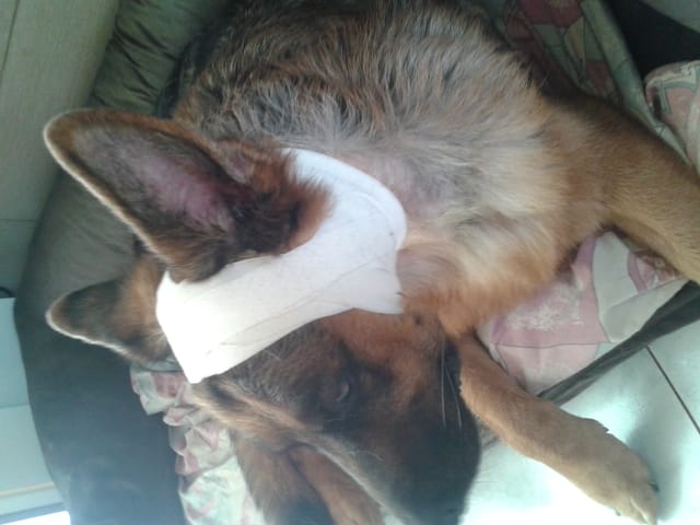 ma chienne a un cancer