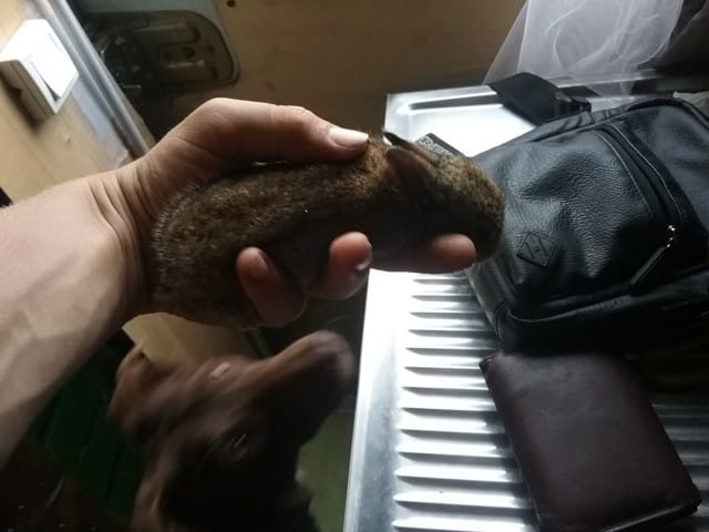 Adoption d'un lapin sauvage (URGENT)