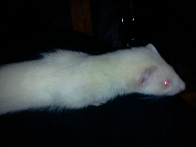 Prénom pour ma furette, des idées ?