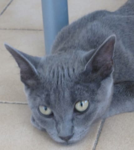 ma chatte a perdu ses tache pourkoi?