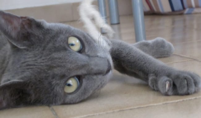 comment se passe pour faire une portée a miss