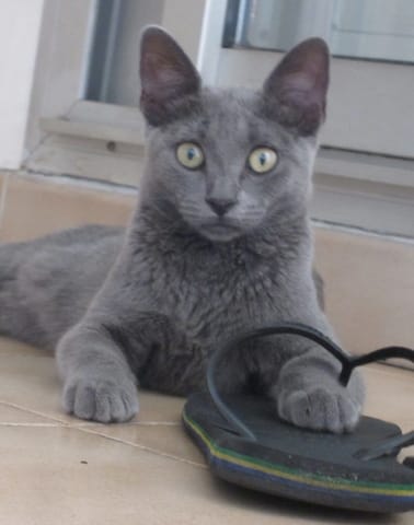 ma chatte va se faire sterilisé demain a quel heure je lui retire la nourriture