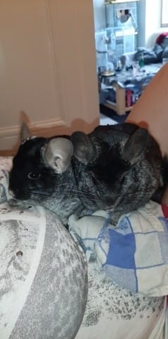 Ma femelle chinchilla ne veut pas copuler avec mon mâle