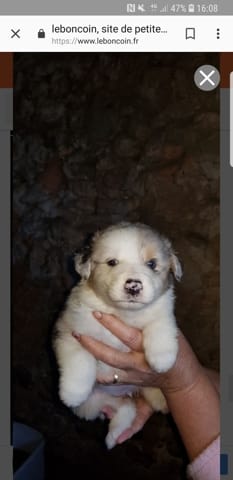 Chiot blanc dominant