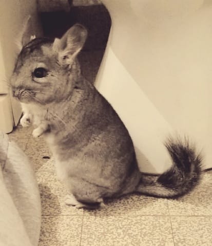 Apprivoiser mon chinchilla 