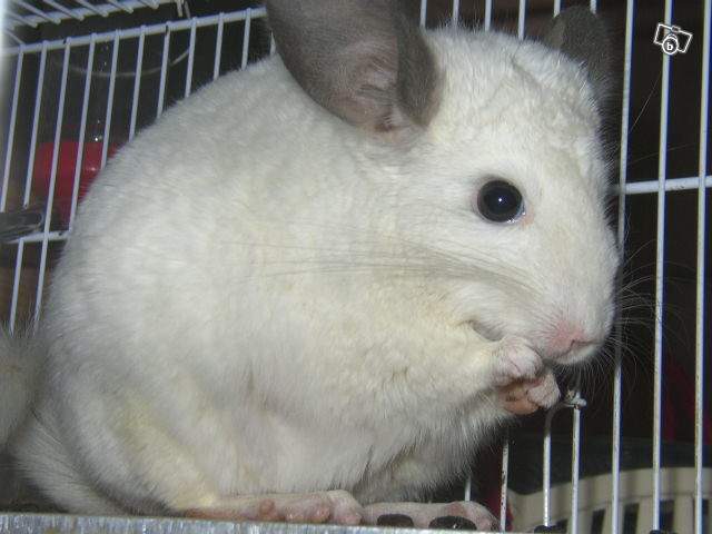 Le plus beau chinchilla !!!