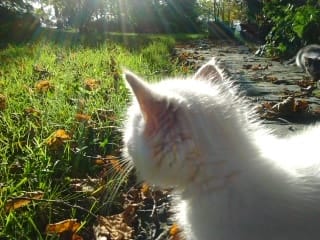 Ma Vanille