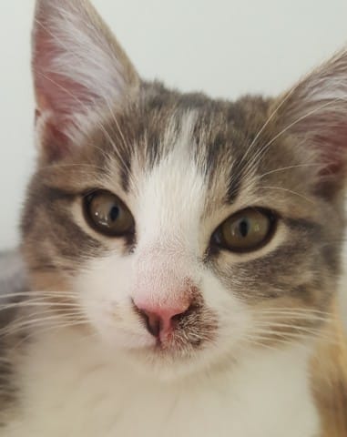 Avis tâche museau chat