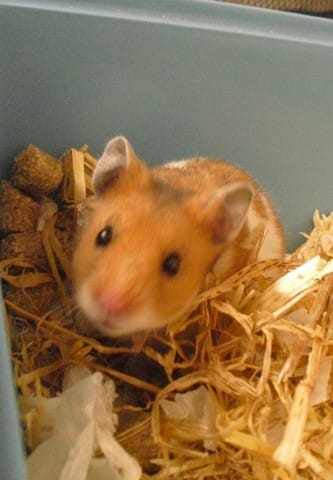 Garde hamster