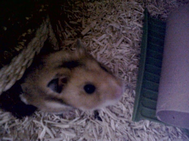 Probleme avec mon hamster