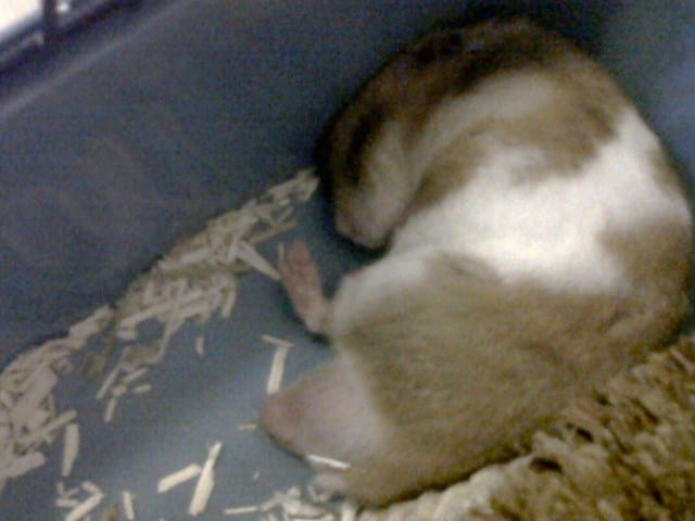 Photos de freddy qui dort :) 