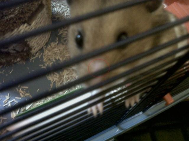 Trace sur le nez de mon hamster