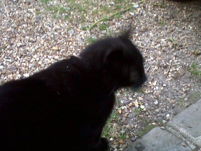 Photos des chats de mon immeuble