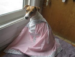 VOTES / concours : votre animal habillé