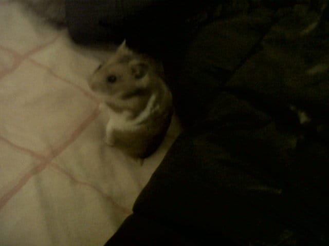 Freddy et son doudou !