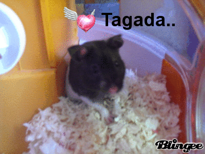 Hommage à Tagada le hamster