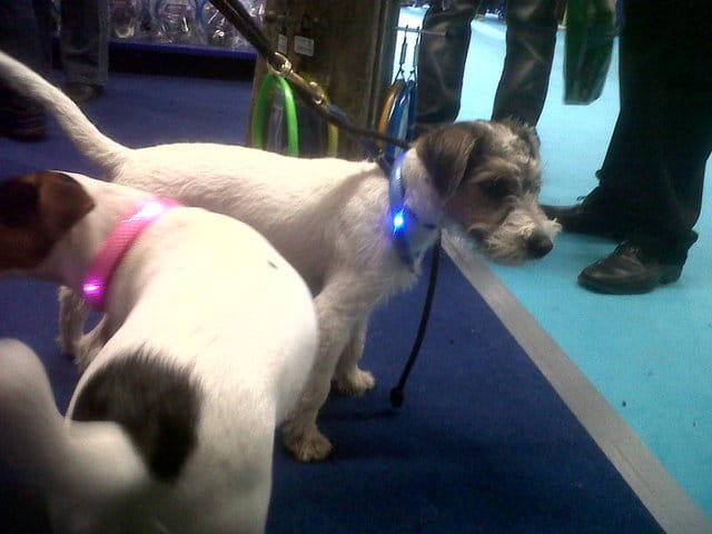 Connaissez-vous ces colliers pour chiens ?