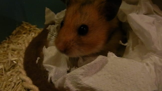 Petites questions à propos de Freddy mon hamster