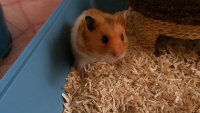 Hommage à mon ptit Ange Freddy , que je n'oublierai jamais