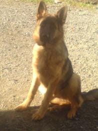 Comment sortir les mauvaises habitude de mon chien ?