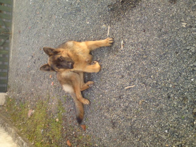 Concours du plus bel animal 